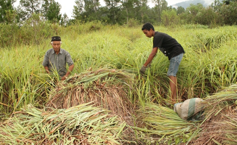 Pemerintahan Kabupaten Gayo Lues Berita Awal 2021 Harga Minyak Serai Wangi Belum Harum